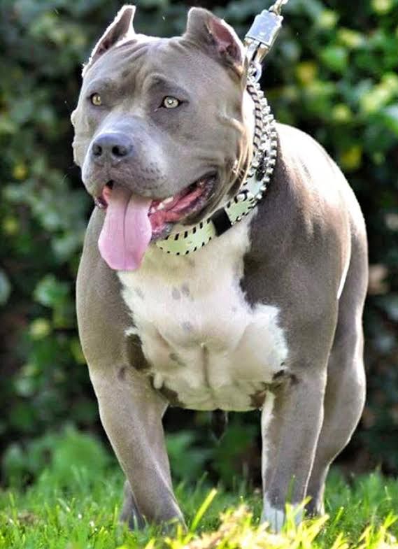 Big Gemini Pitbulls Largest XL Bully Pitbulls Biggest Blue Pitbull